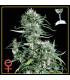 Neville's Haze (Greenhouse Seeds)