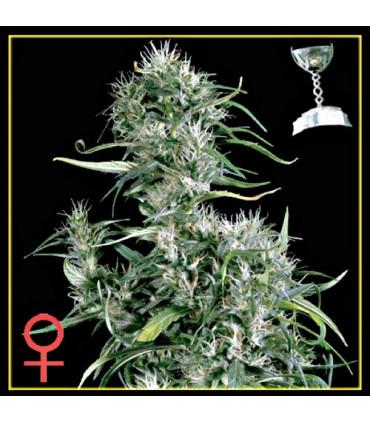 Neville's Haze (Greenhouse Seeds)