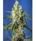 Green Poison CBD (Sweet Seeds)