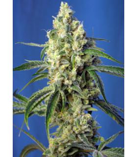 Green Poison CBD (Sweet Seeds)