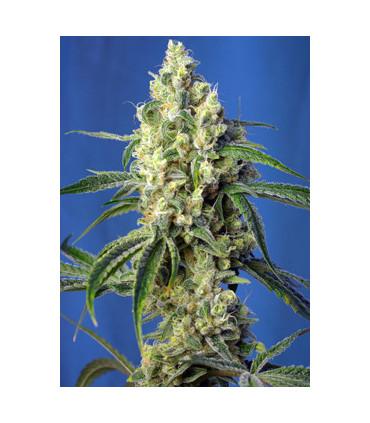 Green Poison CBD (Sweet Seeds)