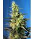 Ice Cool CBD (Sweet Seeds)