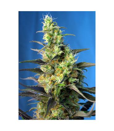 Ice Cool CBD (Sweet Seeds)