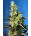 Ice Cool CBD