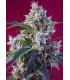 Indigo Berry Kush (Sweet Seeds)