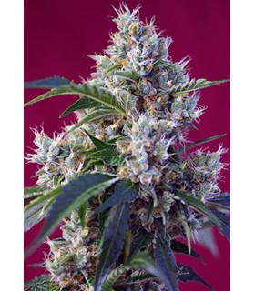 Indigo Berry Kush (Sweet Seeds)