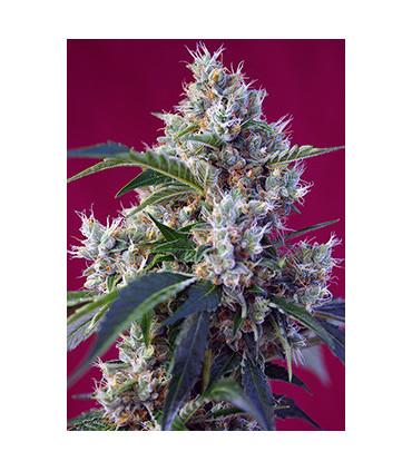 Indigo Berry Kush (Sweet Seeds)