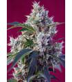 Indigo Berry Kush