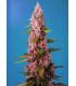 Red Hot Cookies (Sweet Seeds)