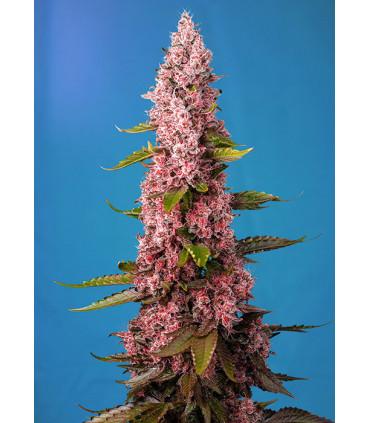 Red Hot Cookies (Sweet Seeds)