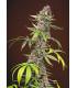 Red Mandarine F1 Fast Version (Sweet Seeds)