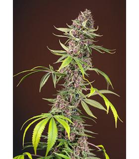 Red Mandarine F1 Fast Version (Sweet Seeds)