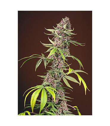 Red Mandarine F1 Fast Version (Sweet Seeds)