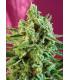 S.A.D. Sweet Afghani Delicious CBD (Sweet Seeds)