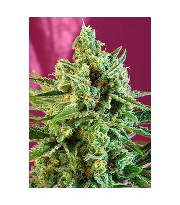 S.A.D. Sweet Afghani Delicious CBD (Sweet Seeds)