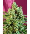 S.A.D. Sweet Afghani Delicious CBD