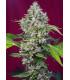 San Fernando Lemon Kush (Sweet Seeds)