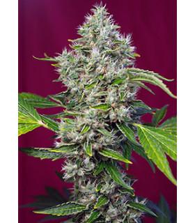San Fernando Lemon Kush (Sweet Seeds)