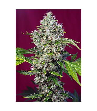 San Fernando Lemon Kush (Sweet Seeds)