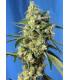 Sweet Amnesia Haze (Sweet Seeds)