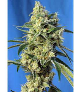 Sweet Amnesia Haze (Sweet Seeds)
