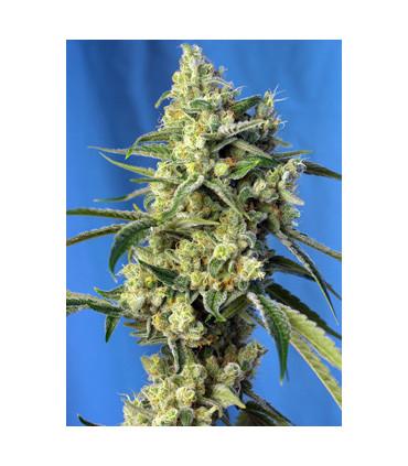 Sweet Amnesia Haze (Sweet Seeds)