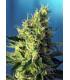 Sweet Pure CBD (Sweet Seeds)