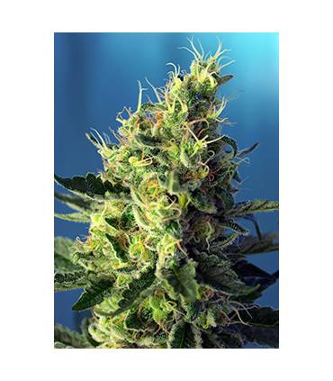 Sweet Pure CBD (Sweet Seeds)