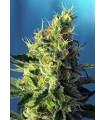 Sweet Pure CBD