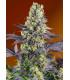 Sweet Zkittlez (Sweet Seeds)