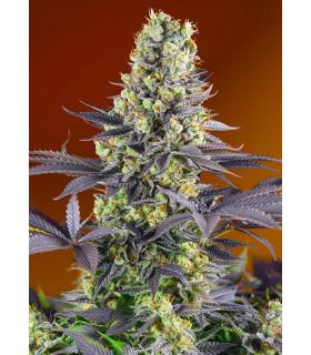 Sweet Zkittlez (Sweet Seeds)