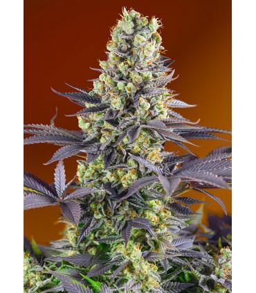 Sweet Zkittlez (Sweet Seeds)