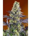 Sweet Zkittlez