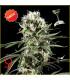 Super Lemon Haze (Greenhouse Seeds)