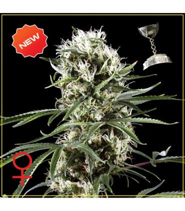 Super Lemon Haze (Greenhouse Seeds)