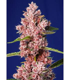 Tropicanna Poison F1 Fast Version (Sweet Seeds)