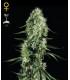 Super Silver Haze (Greenhouse Seeds)