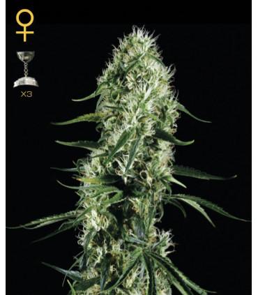Super Silver Haze (Greenhouse Seeds)