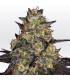 El Dorado OG (Paradise Seeds)
