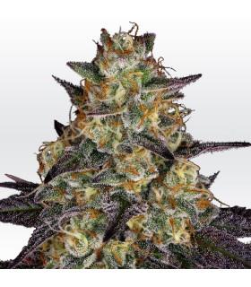 El Dorado OG (Paradise Seeds)
