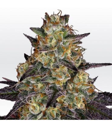 El Dorado OG (Paradise Seeds)