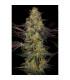 El Dorado OG (Paradise Seeds)