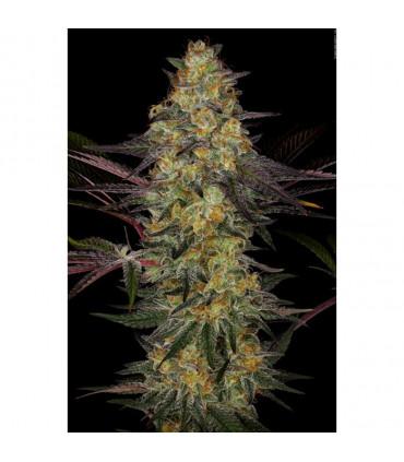 El Dorado OG (Paradise Seeds)