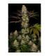 El Dorado OG (Paradise Seeds)