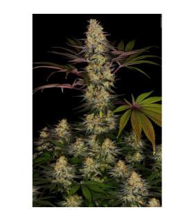 El Dorado OG (Paradise Seeds)