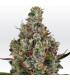 Rainbow Road (Paradise Seeds)