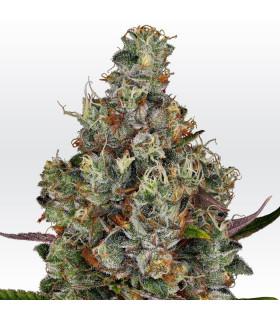 Rainbow Road (Paradise Seeds)