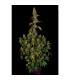 Rainbow Road (Paradise Seeds)