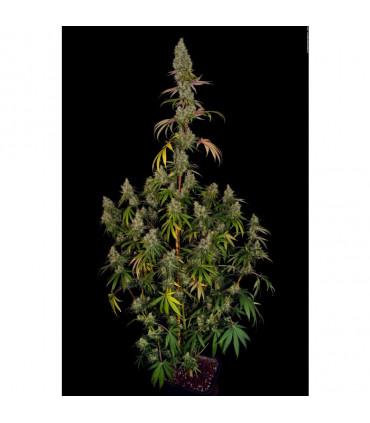 Rainbow Road (Paradise Seeds)