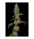 Rainbow Road (Paradise Seeds)